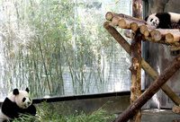 大熊貓保護研究中心上海基地又添兩個寶寶，它們的名字出爐啦！