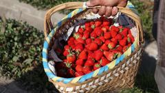 優質草莓一直“不溫不火”怎么辦?政府籌措100萬專項資金推動發展 優質草莓一直“不溫不火”怎么辦?政府籌措100萬專項資金推動發展