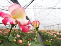 上海第一個“農家樂”所在地，今年將現1200畝玫瑰主題公園