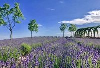 華東地區規模最大的薰衣草節來了，15萬平米“紫色花海”外帶“最好吃的親子嘉年華”