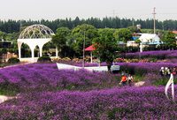 賞芳香植物、體驗芳香產品、住香藝花園民宿，崇明薰衣草節延伸“芳香產業鏈”