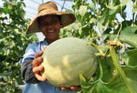 “吃瓜群眾”有福啦，“滬產哈密瓜”正集中上市