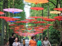 未來半年，東平國家森林公園將現“紅色花海”