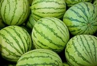 金山“四大名瓜”陸續成熟上市,市民可以在中心城區以“田頭價”就近選購 金山“四大名瓜”陸續成熟上市,市民可以在中心城區以“田頭價”就近選購