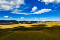 上海青浦援青干部“穿針引線”,班瑪藏雪茶獲上海茶博會金獎 上海青浦援青干部“穿針引線”,班瑪藏雪茶獲上海茶博會金獎