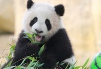 上海野生動物園開啟小動物歡樂節,一批珍稀動物寶寶等待小朋友共度“六一” 上海野生動物園開啟小動物歡樂節,一批珍稀動物寶寶等待小朋友共度“六一”