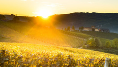 王震：宅基地只有“活”起來 才能成為鄉村振興的不竭動力