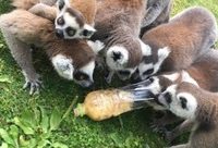 啥是動物園的“動物豐容”?驚呆!宅在家的我們竟然和動物有同樣需求 啥是動物園的“動物豐容”?驚呆!宅在家的我們竟然和動物有同樣需求