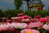 上海這個鎮邀您來賞花，“美麗產業”將在鄉村綻放