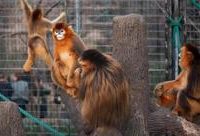 上海動物園國寶川金絲猴“毛格格”，家有后爹也幸福
