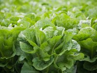 小區里有人在空地上種菜，可以通過自治管理解決問題嗎？