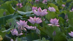 崇明陳家鎮將建花卉產業園，助推花卉產業升級轉型