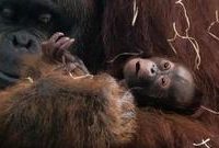 上海動物園誕生的第二只猩寶“芳芳”茁壯成長,它的到來有不一般意義 上海動物園誕生的第二只猩寶“芳芳”茁壯成長,它的到來有不一般意義