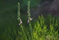 又到了隨手就能拍國家二級保護植物的時節,野生蘭花是雜草中的白富美 又到了隨手就能拍國家二級保護植物的時節,野生蘭花是雜草中的白富美