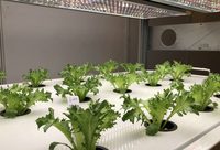 “未來10年,植物工廠將成為最具有投資價值的新型產業之一“ “未來10年,植物工廠將成為最具有投資價值的新型產業之一“