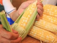 滬郊今年種了4.5萬畝鮮食玉米,為何這個品種的畝產值是面上的10倍? 滬郊今年種了4.5萬畝鮮食玉米,為何這個品種的畝產值是面上的10倍?