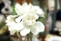 畢業季,空氣里都是梔子花味道,傳統“香花三絕”現在為何少見了? 畢業季,空氣里都是梔子花味道,傳統“香花三絕”現在為何少見了?