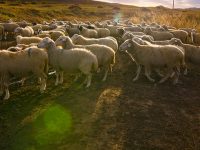 上海食品追溯“天眼”跟蹤到內蒙古的羊羔?有一家協會正在做這樣一件事 上海食品追溯“天眼”跟蹤到內蒙古的羊羔?有一家協會正在做這樣一件事