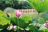 去顧村公園賞荷,有88個荷花品種,還能順便看世界杯 去顧村公園賞荷,有88個荷花品種,還能順便看世界杯