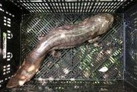 上海一公園人工湖內驚現“四腳怪魚”,該物種曾“神出鬼沒”,咬破保安褲管 上海一公園人工湖內驚現“四腳怪魚”,該物種曾“神出鬼沒”,咬破保安褲管