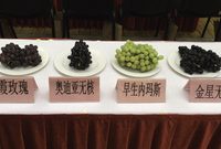 馬陸葡萄上市啦!“蘇浙滬”的人們可吃到當天采摘的新鮮葡萄 馬陸葡萄上市啦!“蘇浙滬”的人們可吃到當天采摘的新鮮葡萄