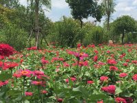 上海青浦這個村，有顏值更有氣質，好環境還可以“當飯吃 ”
