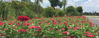 上海青浦這個村，有顏值更有氣質，好環境還可以“當飯吃 ”