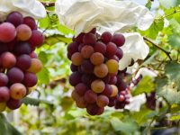 曉得伐，上海有座葡萄公園，葡萄花期已到