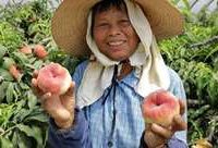 金山蟠桃節今開幕,今年甜度和口感較往年更好 金山蟠桃節今開幕,今年甜度和口感較往年更好