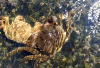 上海鄉村有一片優美蟹塘,人工養殖螃蟹比野生的還鮮美 上海鄉村有一片優美蟹塘,人工養殖螃蟹比野生的還鮮美