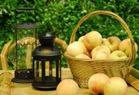 浦東農博會本周末舉辦,800多種農產品應有盡有 浦東農博會本周末舉辦,800多種農產品應有盡有