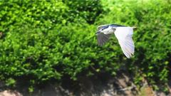 嘉定 | 12名湖長上崗，嘉定湖泊有了“大管家”