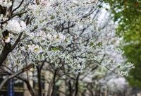 新江灣城12條道路啟動“一街一品”改造，一條道路一種色彩，社區變身“植物園”