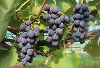 更好吃,更好看,更好種……歷經20余年,第一批上海“本土葡萄品種”育成推廣 更好吃,更好看,更好種……歷經20余年,第一批上海“本土葡萄品種”育成推廣