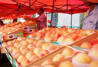 又到南匯水蜜桃成熟季,全鎮上下為一只桃子展開大調研,農戶紛紛點贊 又到南匯水蜜桃成熟季,全鎮上下為一只桃子展開大調研,農戶紛紛點贊