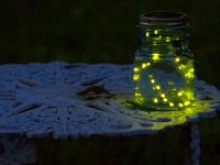 今夏“暗訪夜精靈”在上海濱江森林公園受挫,科教和環保能否兼顧? 今夏“暗訪夜精靈”在上海濱江森林公園受挫,科教和環保能否兼顧?