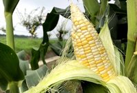 玉米光好吃還不夠?富含營養、抗逆性強,成為上海專家玉米育種的新方向 玉米光好吃還不夠?富含營養、抗逆性強,成為上海專家玉米育種的新方向