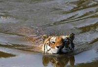 探訪上海動物園象房、獅虎山和鳥島：籠舍那股味道真“重口味”，飼養員每天在那戰高溫