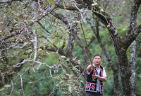 漾濞核桃樹能否成為“脫貧樹”“致富樹”？百年古核桃樹采摘權慈善義拍將二度在滬開啟