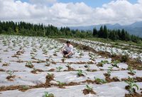 從上海來到貴州,他在深山里造出一個“蔬菜王國” 從上海來到貴州,他在深山里造出一個“蔬菜王國”