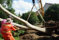 臺風呼嘯而過，崇明一棵百年香椿樹倒伏，如何拯救？