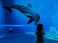 定了！上海海昌海洋公園11月16日開園，趕在今年去平日票299元，高峰票360元