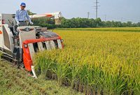 “松江大米”開鐮收割，市民可提早2個月品嘗新大米