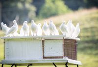 違建鴿棚拆除不易,600平方米的和6平方米的各有一本“難念的經” 違建鴿棚拆除不易,600平方米的和6平方米的各有一本“難念的經”