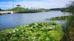 奉賢175個村定制“升級版”村規民約,將宅基地管理、租賃等農村土地議題納入其間 奉賢175個村定制“升級版”村規民約,將宅基地管理、租賃等農村土地議題納入其間