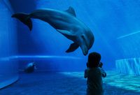 上海海昌海洋公園國慶期間定向邀約已達上限，現場售票窗口及其他渠道均無門票銷售