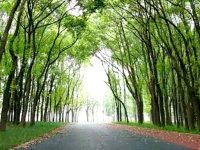 200公里綠道今年落地上海，2020年建成1000公里