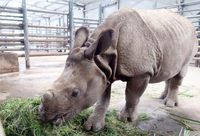 尼泊爾首次向我國贈送亞洲獨角犀牛，它倆住在野生動物園，每頭進食60公斤的食物