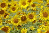 280斤巨型南瓜即將亮相上海辰山植物園