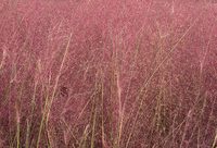 上海市中心最大一片“網紅”粉黛亂子草準備就緒，國慶長假進入最佳觀賞期